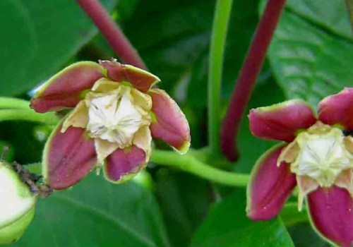 The Benefits of Mondia Whitei for Men's Health
